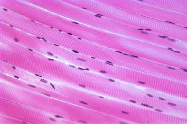 Muscle Physiology Applications
