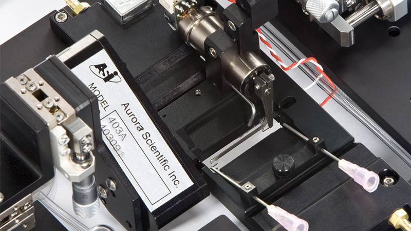 801C: Small Intact Muscle Apparatus – Microscope Mountable