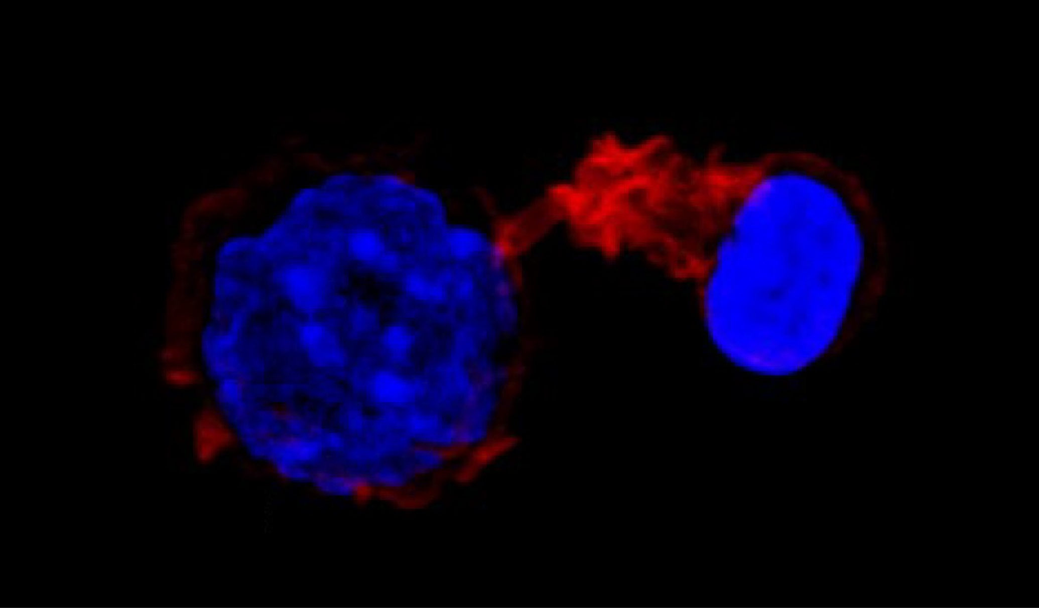 Cell Deformation and Mechanical Force Stimulation of Cells to Study Cellular Structure and Function