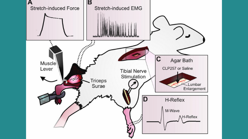 Enhancing KCC2 activity decreases hyperreflexia and spasticity after chronic SCI