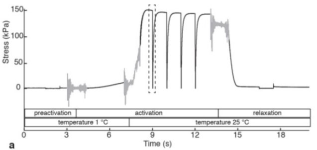 Figure 8 Figure 8. Time course of stress (force) development in a single skinned impala fibre, showing transition of the fibre through pre-activation, activation and relaxation solutions, and stress development after temperature-jump (T-jump) from 1 to 25°C. Wilson et al. Nature (2018)