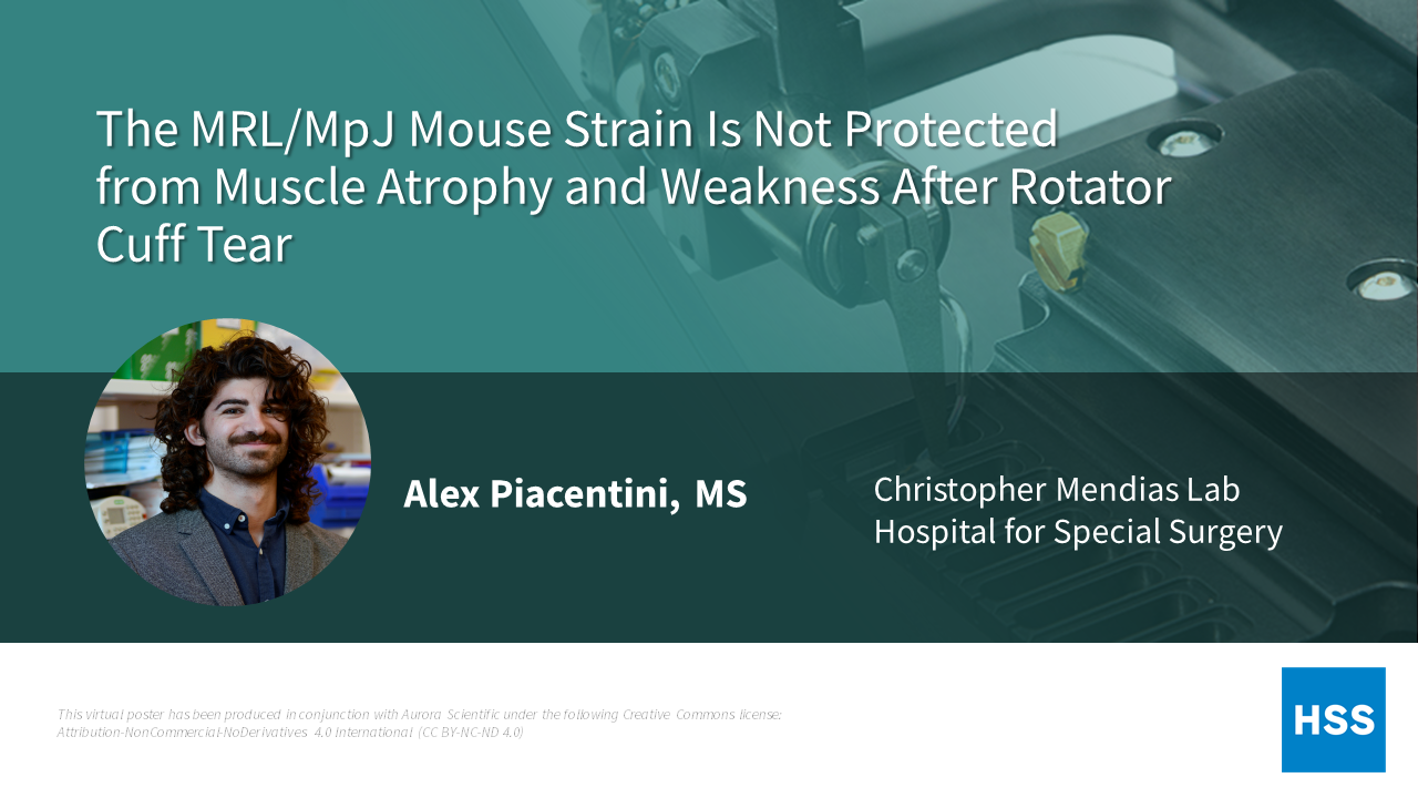 The MRL/MpJ Mouse Strain is Not Protected From Muscle Atrophy and Weakness After Rotator Cuff Tear