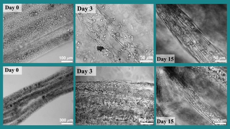 In vitro culture of Mab-loaded hydrogel