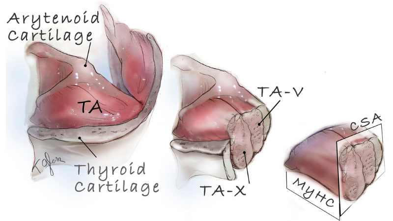Thyroarytenoid (TA) muscle processing. One TA muscle from each larynx was analyzed through ex vivo force measurements.