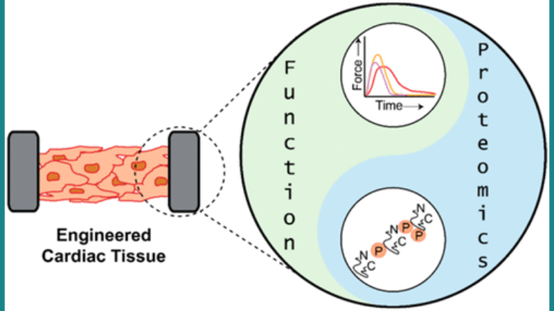 Three-dimensional (3D) human induced pluripotent stem cell-derived engineered cardiac tissues (hiPSC-ECTs)