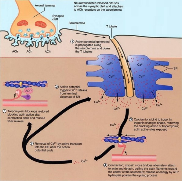 Motoneuron activation of muscle. Adapted from Khedkar et al. (2016). Encyclopedia of Foods & Health. Motoneuron activation of muscle. Adapted from Khedkar et al. (2016). Encyclopedia of Foods & Health.