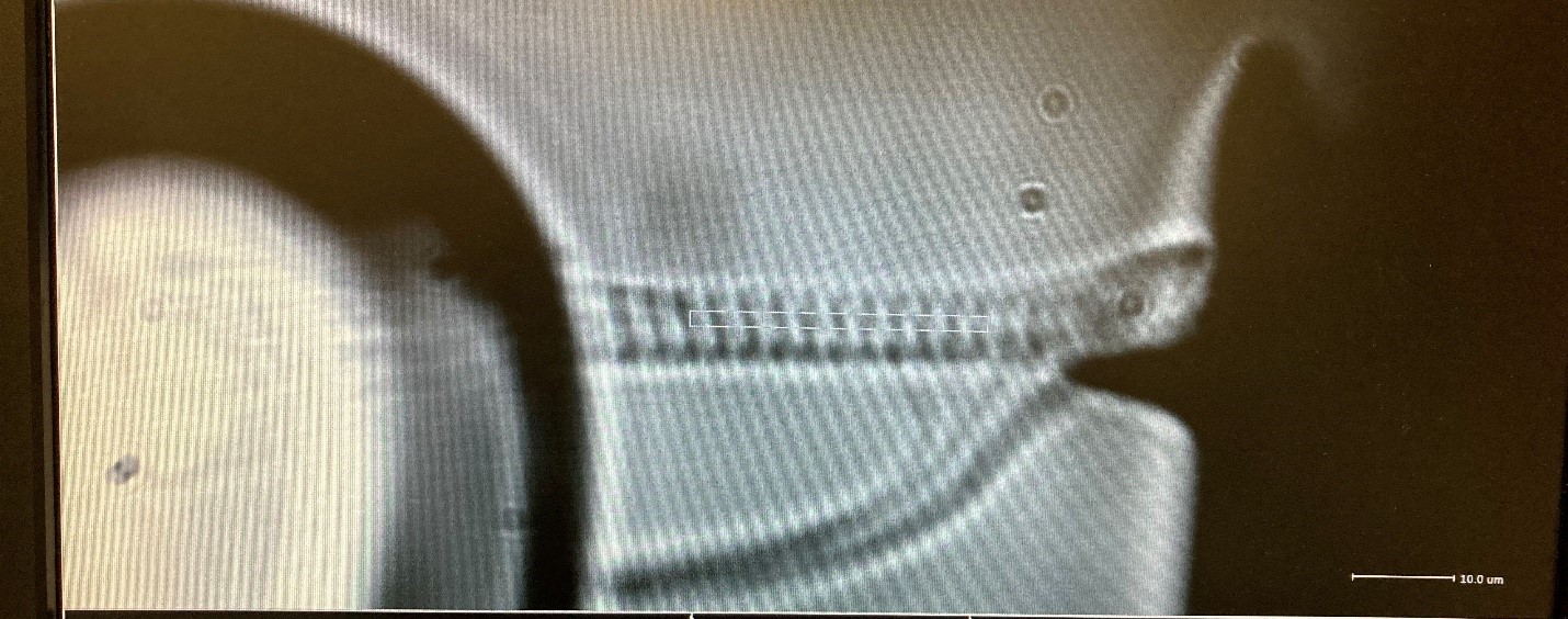 Figure 1: Myofibril attached without glue to AFM and piezo motor probe. Photo courtesy of Harris Lab University of Arizona. Figure 1: Myofibril attached without glue to AFM and piezo motor probe. Photo courtesy of Harris Lab University of Arizona.
