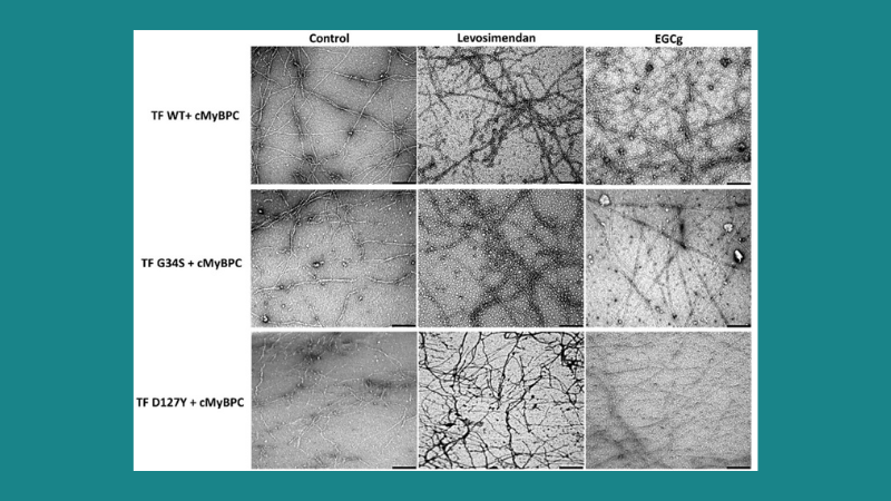 2021 Hassoun, R. et al
