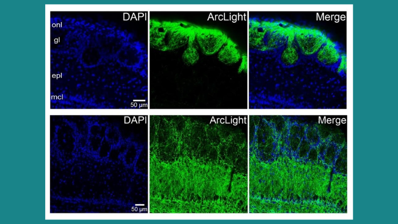 Neuronal Reorganization in Response to Odor
