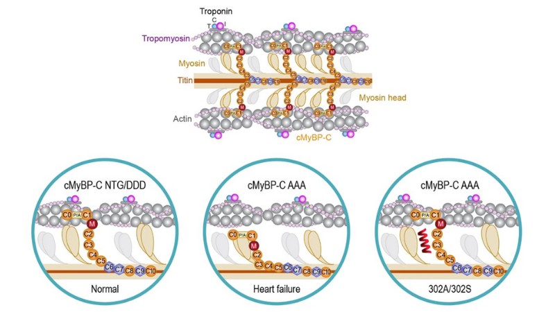 Muscle Function in Diabetes and Heart Failure