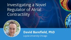 Investigating a Novel Regulator of Atrial Contractility