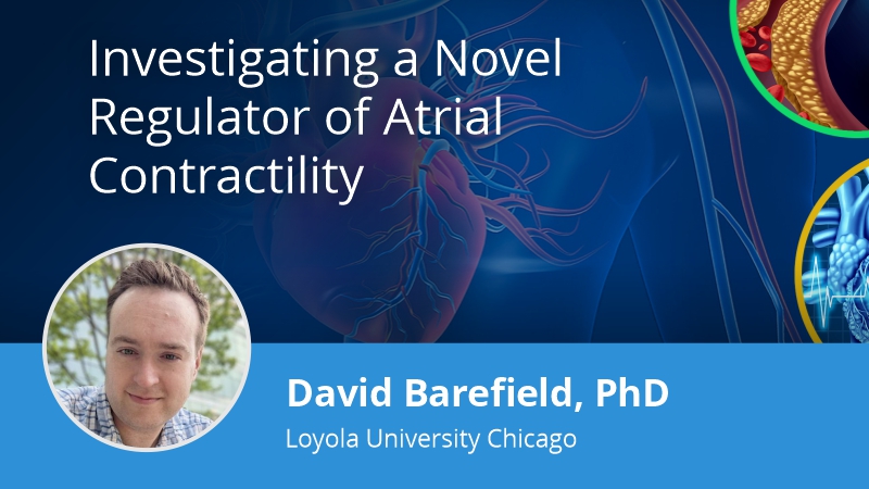 Investigating a Novel Regulator of Atrial Contractility