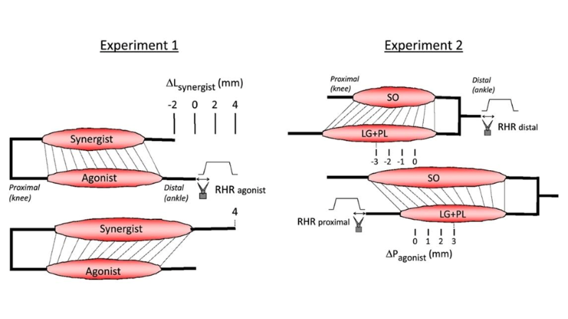 Featured image (© 2022 Maas et al., licensed under CC BY 4.0) illustrates muscle lengths and relative positions for each experimental protocol in the study.