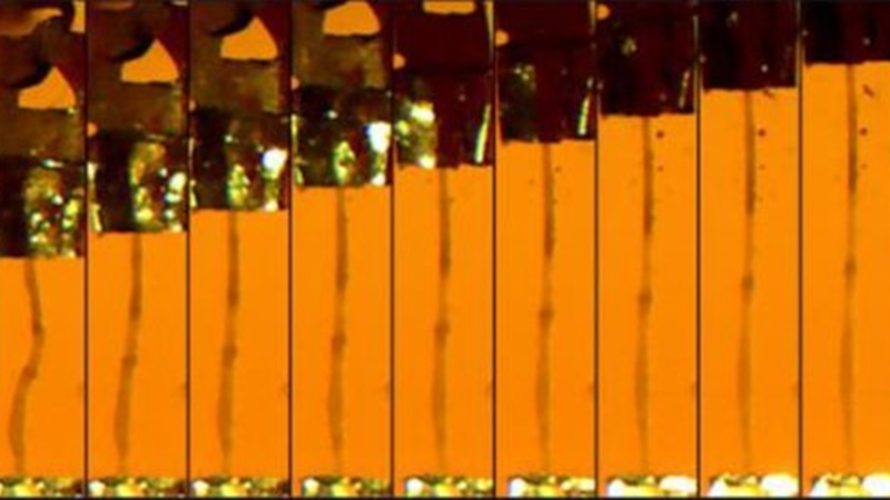 Featured image (© 2021 Niosi et al., licensed under CC BY 4.0) represents microscopy image time lapse of a dissected midgut from a fruit fly undergoing mechanical testing.