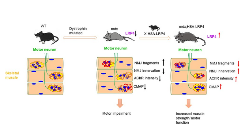Neuromuscular Junction and Muscle Pathophysiology