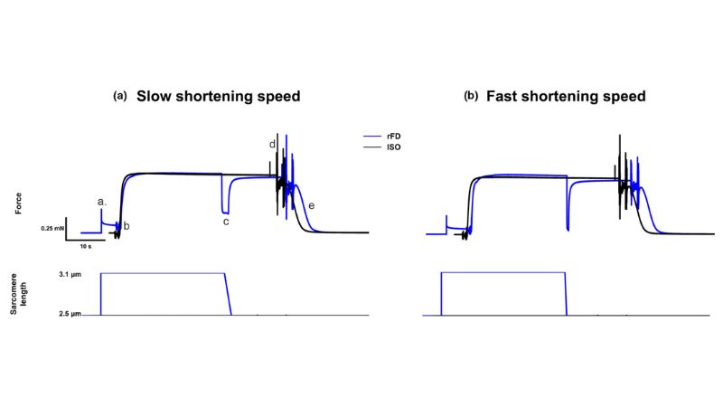 The following publication review showcases recent studies that use Aurora Scientific equipment to make advances in the field of biomechanics.