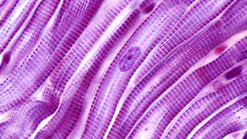 Cut and Paste of Myosin Binding Protein-C in Striated Muscles