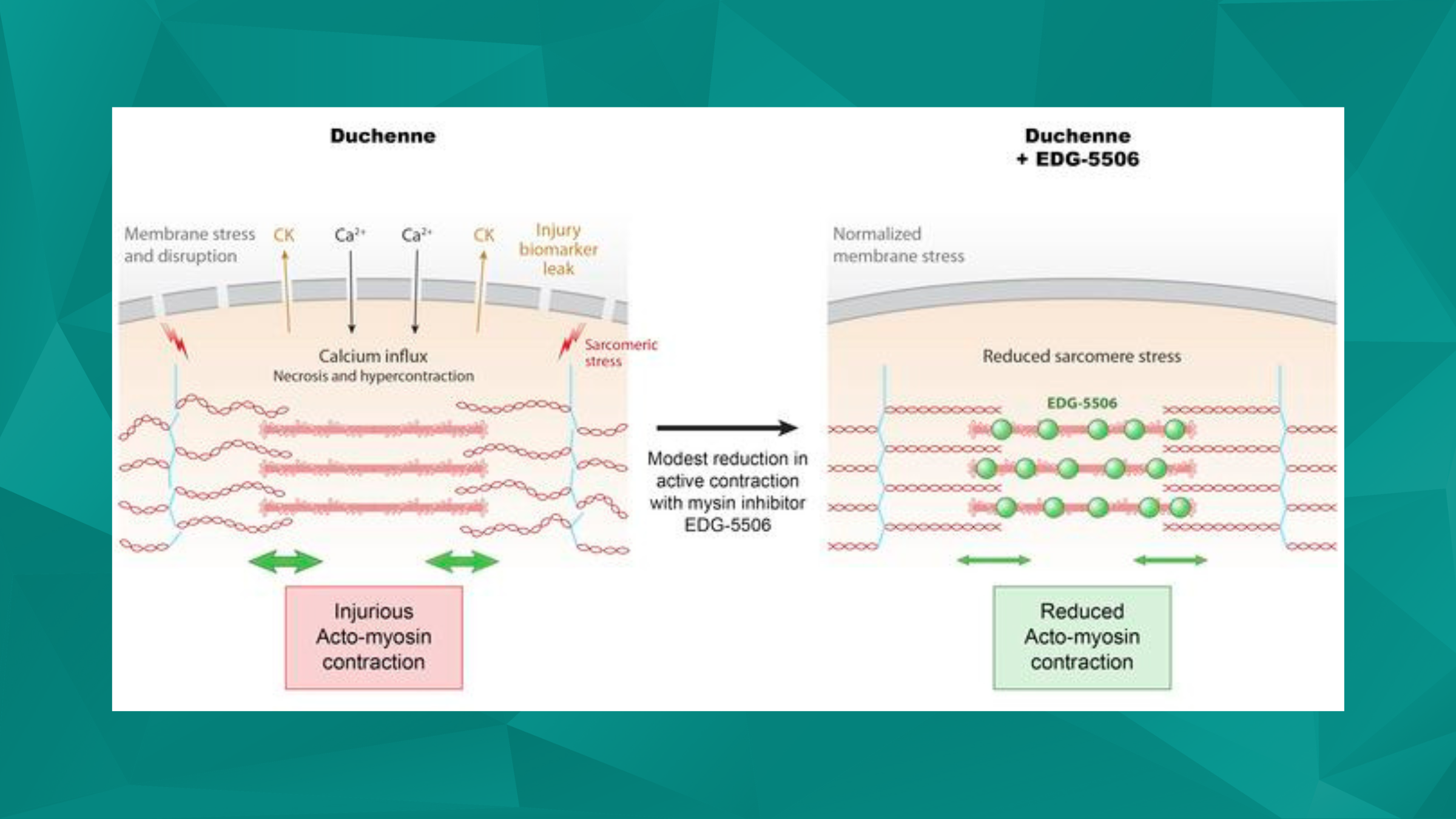 Recent Therapeutic Advances in Duchenne Muscular Dystrophy (DMD) Models