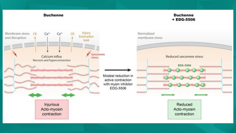 Recent Therapeutic Advances in Duchenne Muscular Dystrophy (DMD) Models