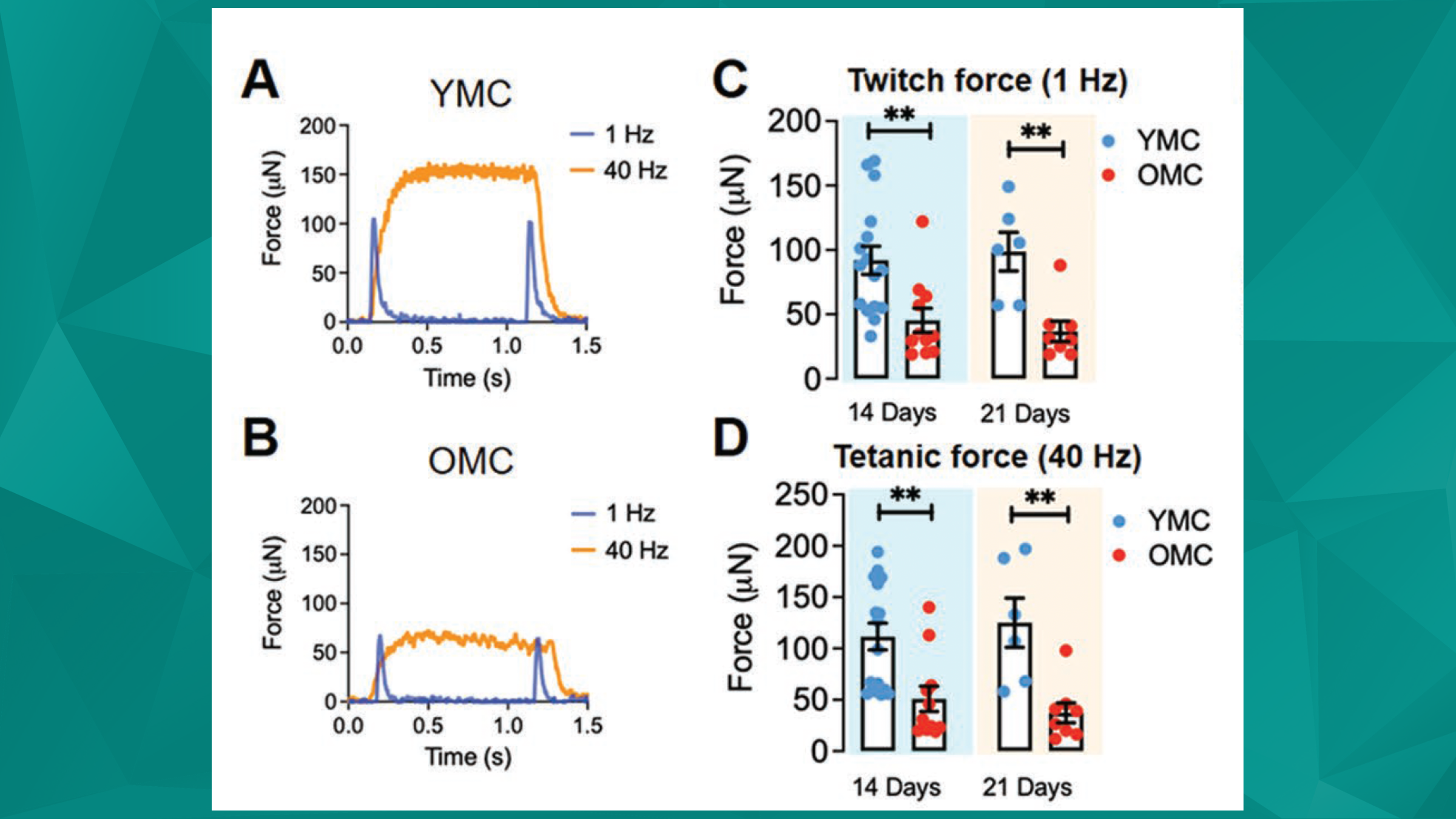 Renewed Interests - Harnessing Engineered Constructs to Explore Novel Strategies in Regenerative Medicine