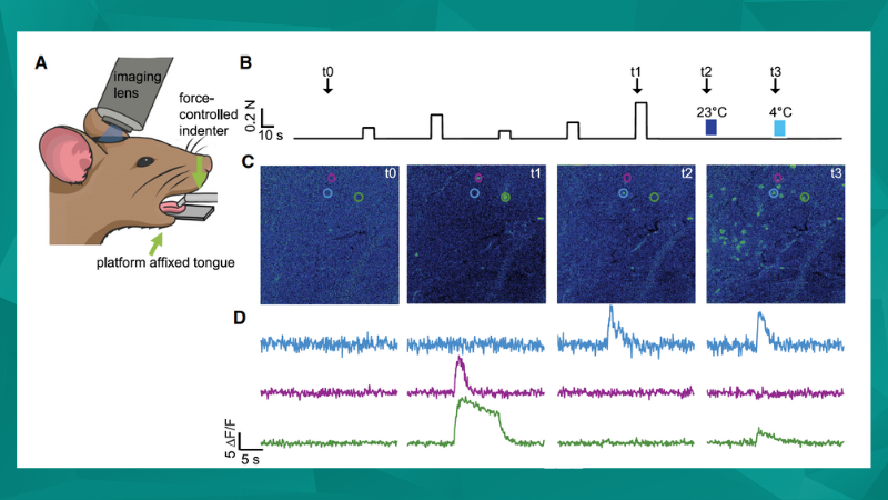 Unraveling the Intricacies of Somatosensation